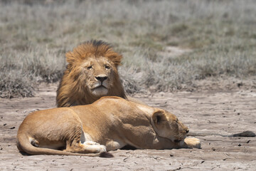 Male and female honeymoon couple of lions