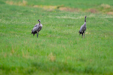 Ein Kranichpaar (Grus grus) auf gemeinsamer Futtersuche
