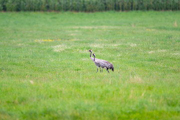 Ein Kranichpaar (Grus grus) auf gemeinsamer Futtersuche