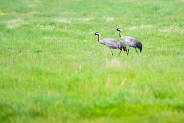 Ein Kranichpaar (Grus grus) auf gemeinsamer Futtersuche
