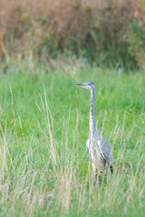Ein Graureiher steht auf einer Wiese bei der Jagt