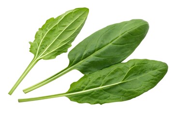 Fresh Spinach Leaves