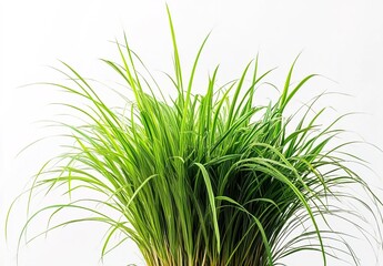 Obraz premium A cluster of green reeds with dense green leaves at the base and light white feathery plumes at the top, set against a pure white background