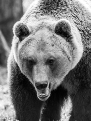 Braunbär Porträt in s/w