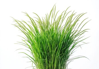 A cluster of green reeds with dense green leaves at the base and light white feathery plumes at the top, set against a pure white background