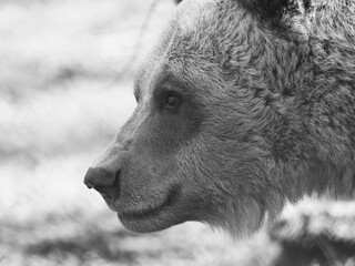 Braunbär Porträt in s/w