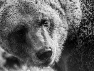 Braunbär Porträt in s/w