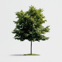 Fototapeta premium Lush green tree standing prominently against a stark white backdrop in a serene and tranquil setting Generative AI