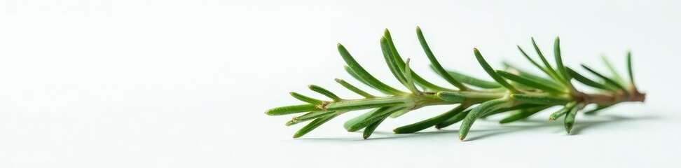 Obraz premium A sprig of rosemary herb branch on white surface, foliage, herbaceous, white