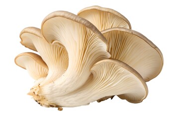 Fototapeta premium Oyster Mushrooms Close-up