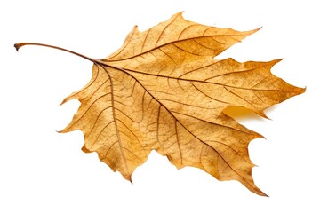 Fototapeta premium Dried Maple Leaf on Black