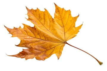 Obraz premium Single Dried Maple Leaf