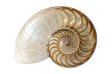 Obraz premium Nautilus Shell Close-up