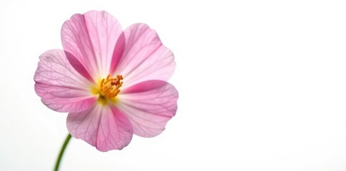 Obraz premium Delicate flower petal isolated on white background, clean, simple,