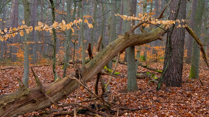 Herbstimpression im Müritz Nationalpark
