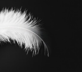 Obraz premium Elegant Feather Close-up Against Black Background for Dreamy and Peaceful Concepts
