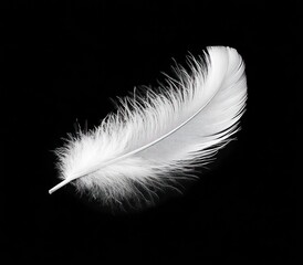 Obraz premium White Feather Detail on Black Background Symbolizing Lightness and Fragility