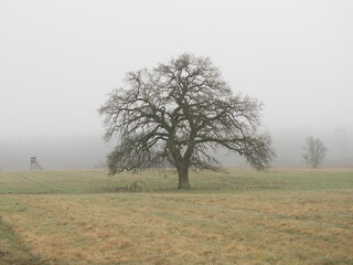 Einzelstehender Baum am Morgen, Mecklenburg-Vorpommern