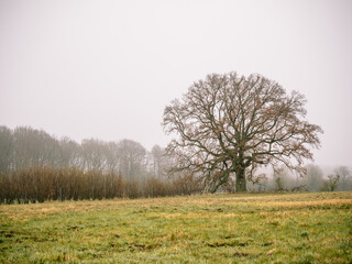 Einzelstehender Baum am Morgen, Mecklenburg-Vorpommern
