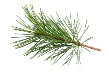 Pine Branch with Needles