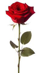 Fototapeta premium PNG Red rose flower photography botanical.