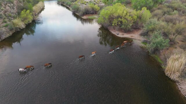Aerial View Of A Band Of Wild Horses Crossing The Salt River In Arizona Early Morning 