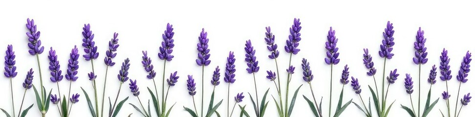 Naklejka premium Sprigs of lavender isolated on white background, soft, spring, serene