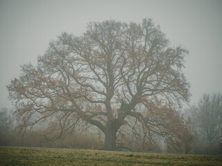 Bäume im Frühnebel, Mecklenburg-Vorpommern