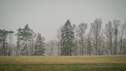 Bäume im Frühnebel, Mecklenburg-Vorpommern