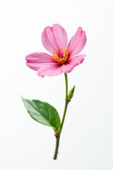 Fototapeta premium White background with a small isolated flower, blossoms, blossom, white