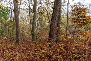 Katelyn Park and Saddle River Park in New Jersey. Scenic fall landscape.