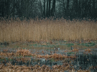 Zwei Graugänse im Schilf