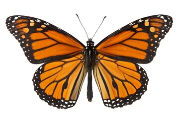 Fototapeta premium Monarch Butterfly on Black