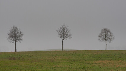 Baumreihe im Frühnebel