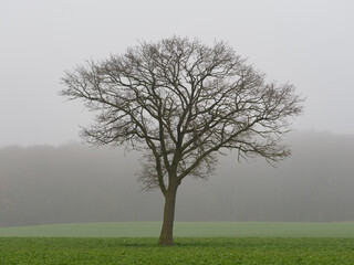 Einzel stehender Baum im Frühnebel, Mecklenburg-Vorpommern
