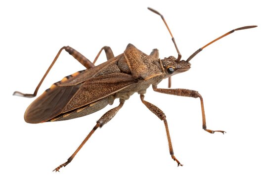 Brown Leaf-footed Bug