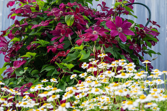 Clematis Niobe clematis flower Niobe clematis with daisies in the bush circle.