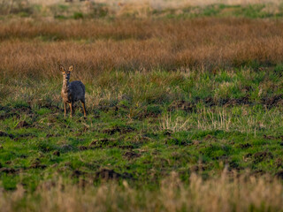 Reh (Capreolus capreolus)