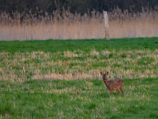Rehbock (Capreolus capreolus)