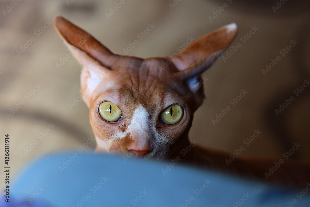 Poster close-up shot of a curious cat gazing directly into the lens, ideal for use in advertising, editoria