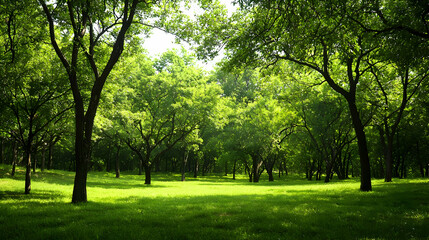 Lush Green Forest Scene With Bright Sunlight Shining Through Canopy