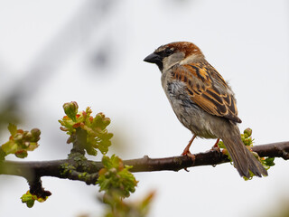 Haussperling (Passer domesticus) Männchen