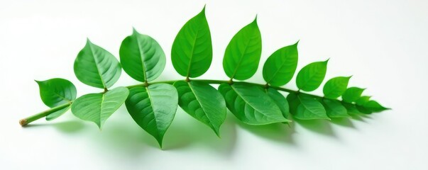 Fototapeta premium A large leafy branch on a plain white surface, leaf, isolated