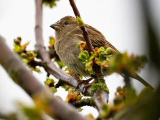 Haussperling (Passer domesticus)