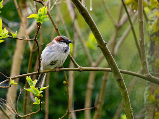 Haussperling (Passer domesticus) Männchen