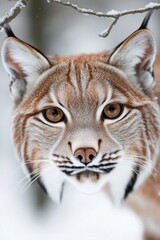 Obraz premium Majestic lynx gazes through snowy branches, showcasing striking