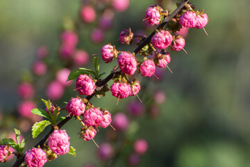 Pink flowers of Prunus triloba or Louiseania in a spring garden. Blooming Three-lobed almond or sakura. Ornamental gardening concept.
