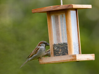 Haussperlinge (Passer domesticus) am Futterspender