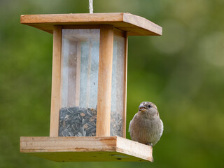 Haussperlinge (Passer domesticus) am Futterspender