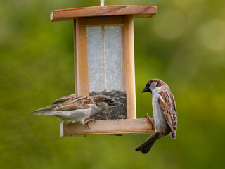 Haussperlinge (Passer domesticus) am Futterspender